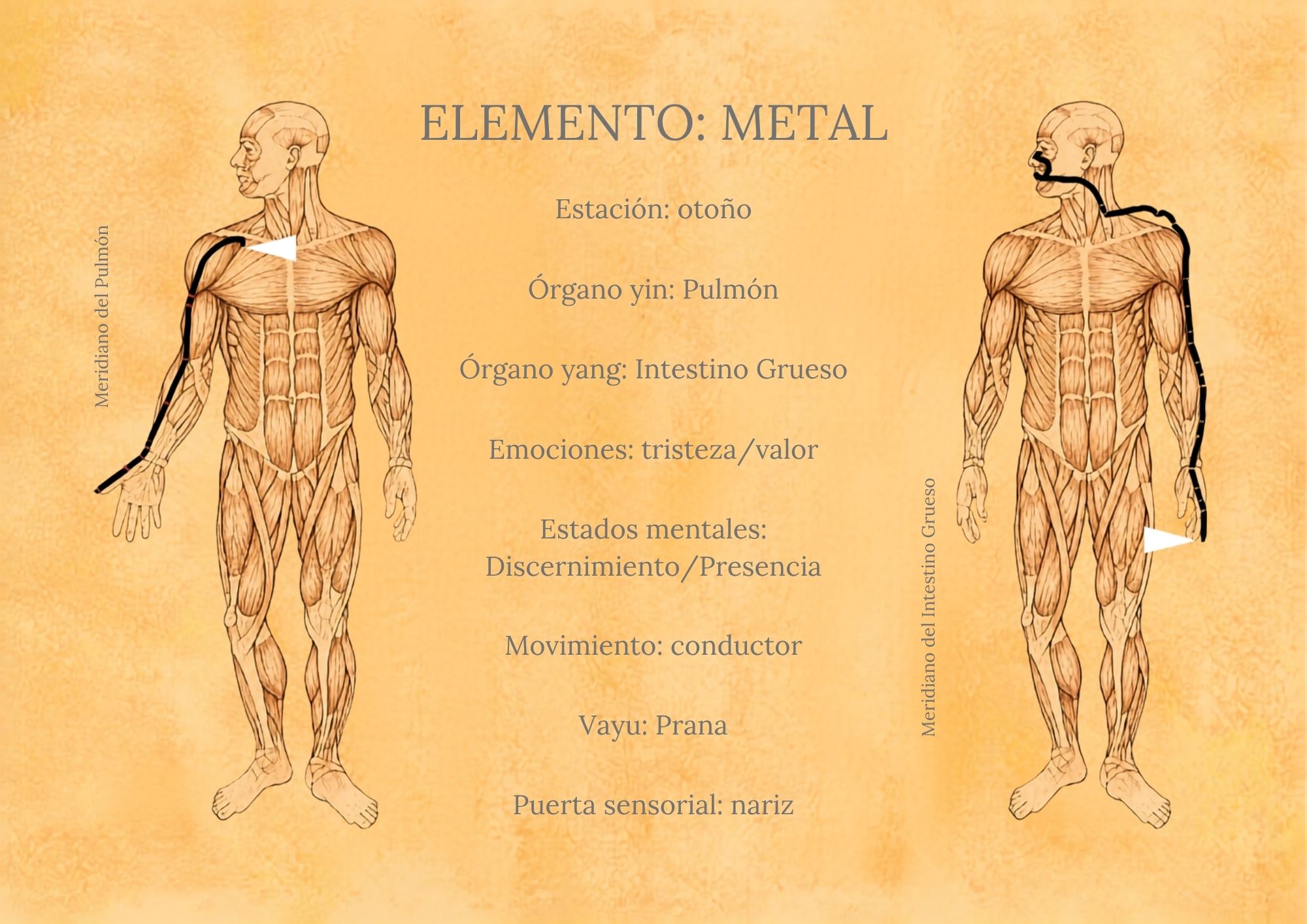 Meridianos del pulmón y el Intestino Grueso y otras correspondencias estacionales