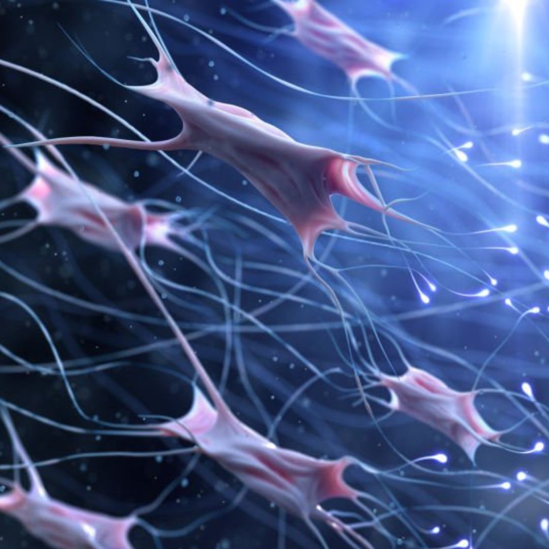 Fibroblastos generando fibras de colágeno