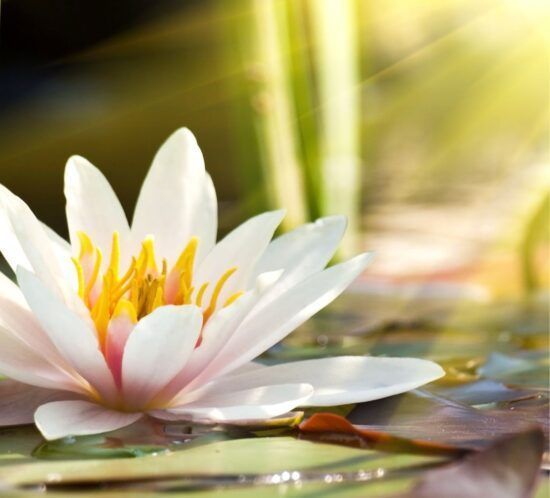 Yin Yoga y Chakras: Svadhisthana