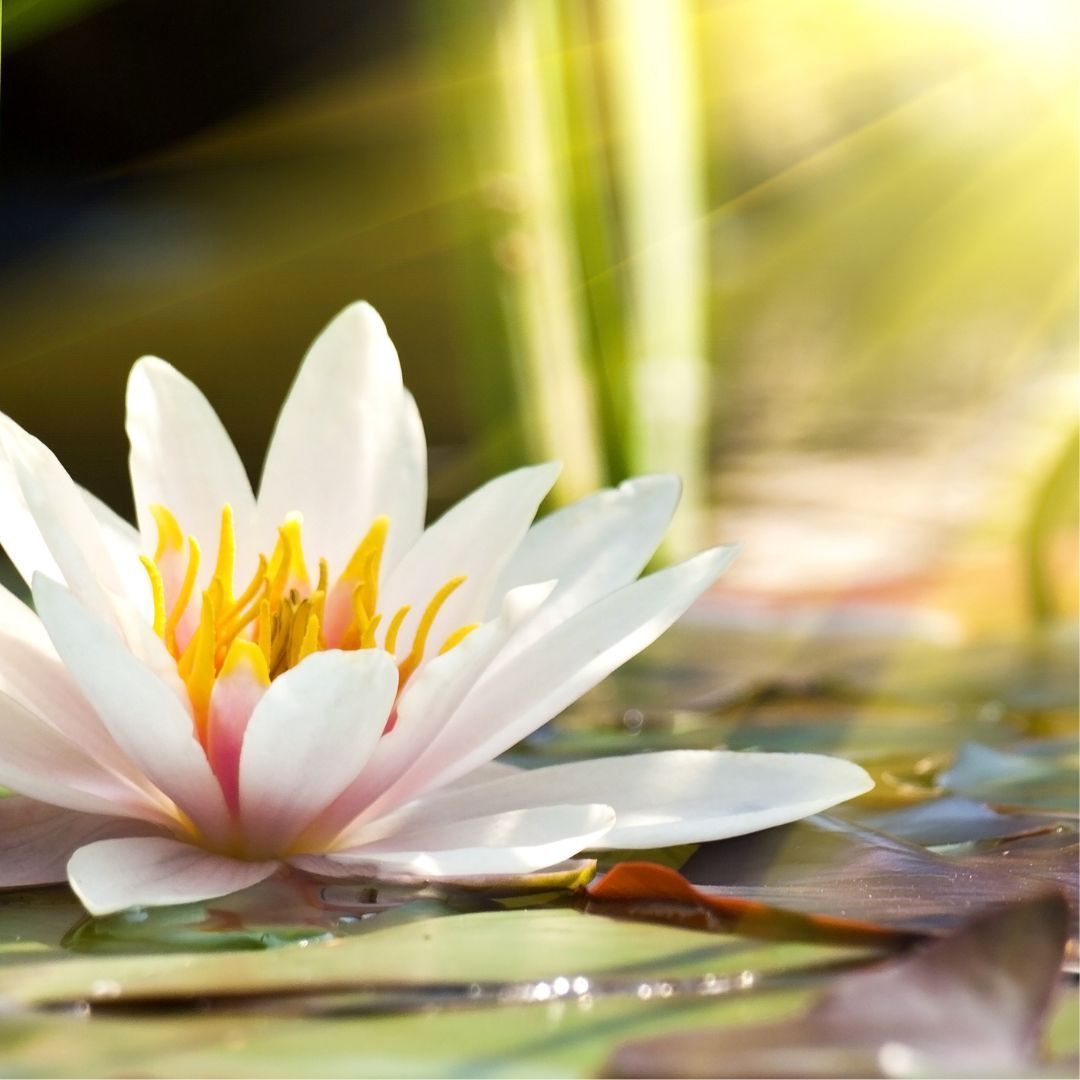 Yin Yoga y Chakras: Svadhisthana