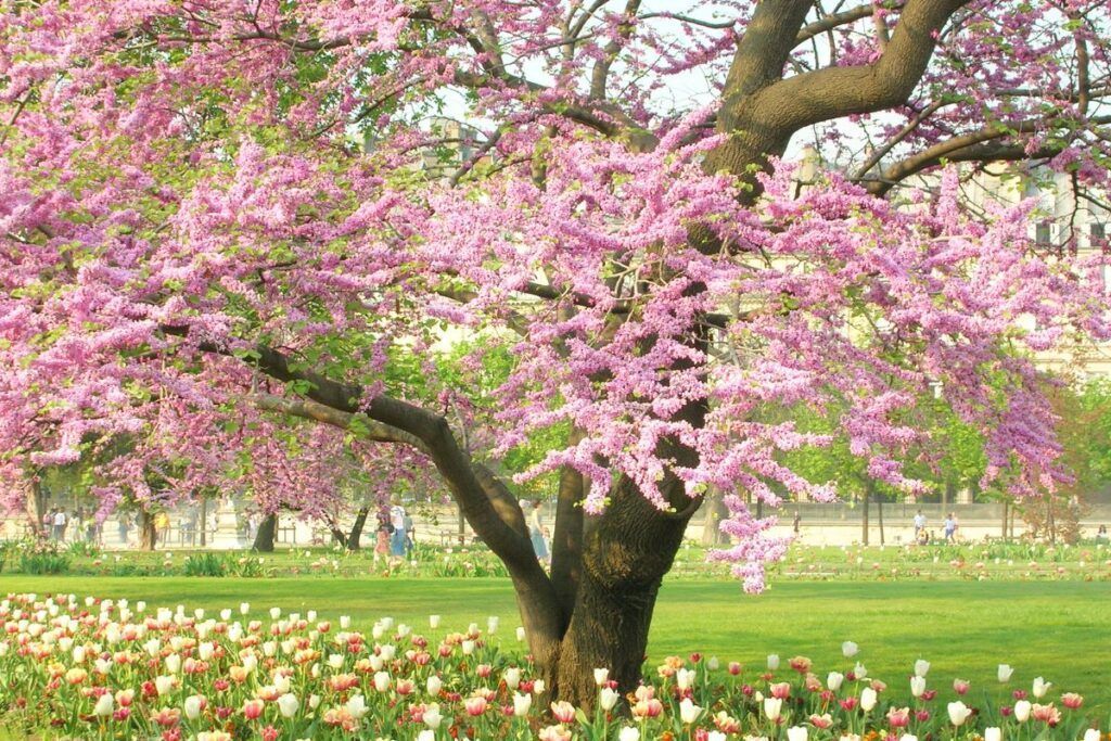 Ejemplo: la Madera, el elemento de la primavera