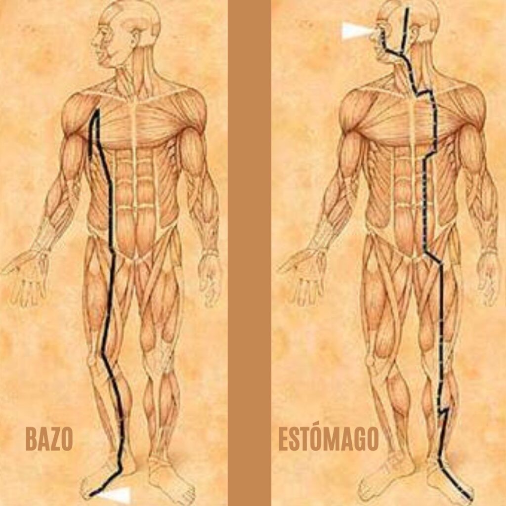 Mapa de meridianos Bazo y Estómago según Medicina Tradicional China en Yin Yoga