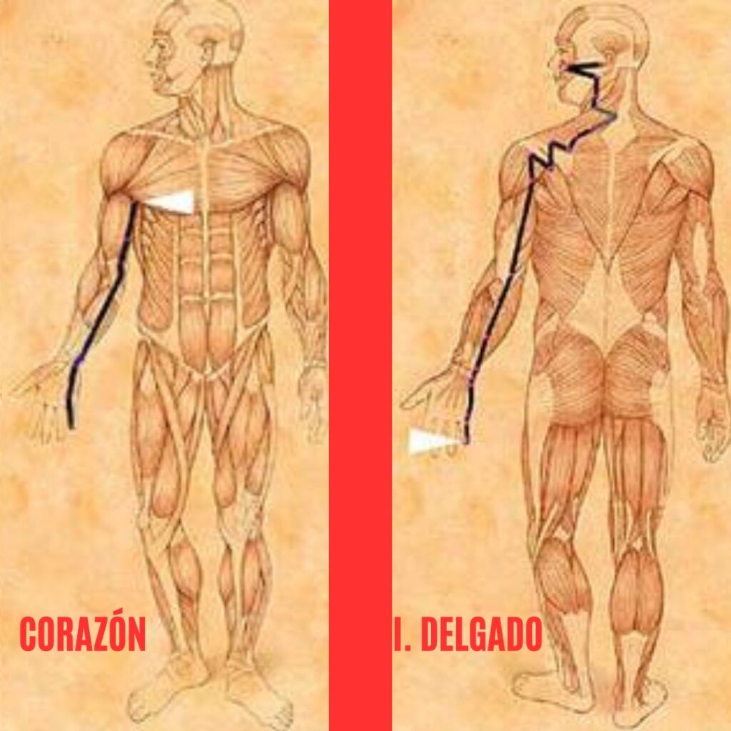 Recorrido meridianos Corazón e Intestino Delgado en Yin Yoga
