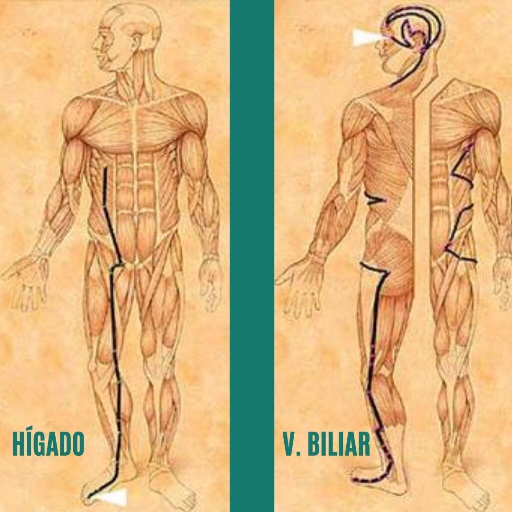 Mapa de meridianos Hígado y Vesícula Biliar según Medicina China en Yin Yoga