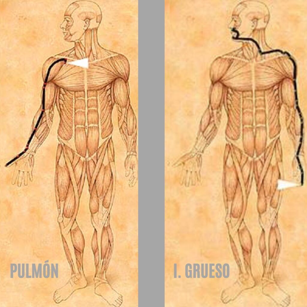 Recorrido meridianos Pulmón e Intestino Grueso en Yin Yoga