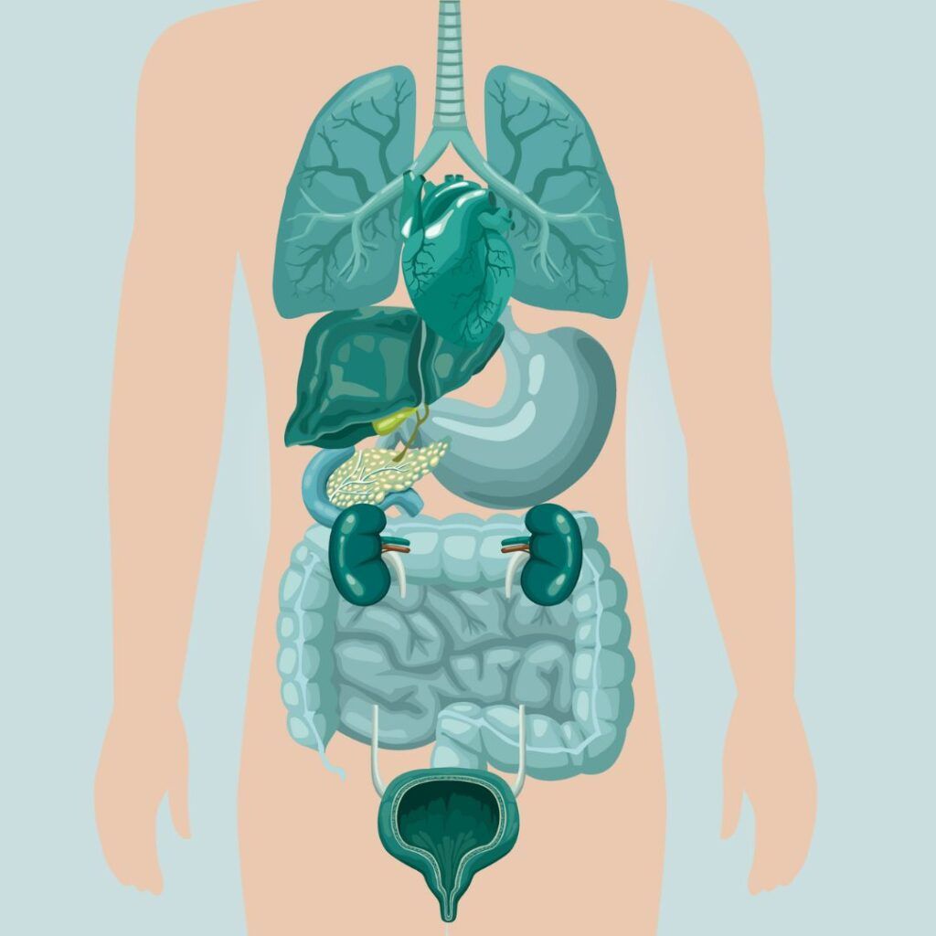 Una mirada a los chakras desde la anatomía